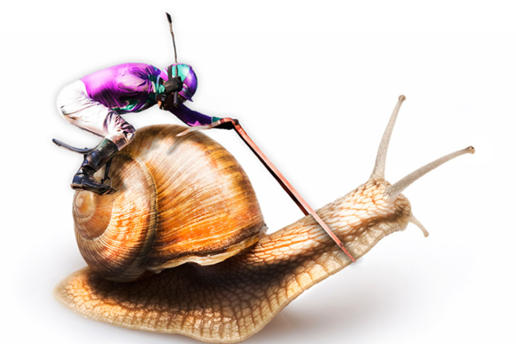Snail jockey photo compsiting